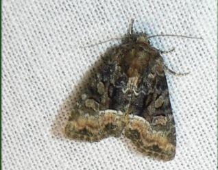 gelobd halmuiltje.jpg - Gelobd Halmuiltje - Oligia strigilis